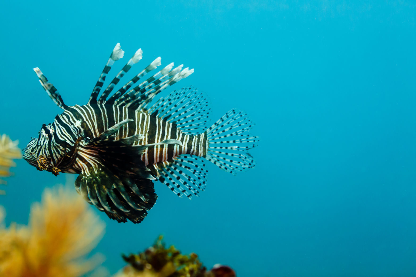 Invasive species